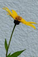 flowers in the autumn sun photo