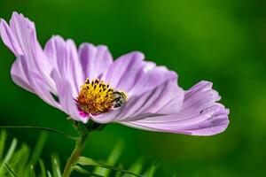 flowers in the autumn sun photo