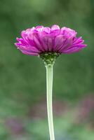 flowers in the autumn sun photo