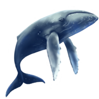 whale swiming in the ocean png