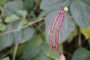 orgánico rojo frijol vainas en jardín. concepto, agricultura cultivos. creciente vegetales para comiendo en familia, no tóxico. bueno para salud. foto