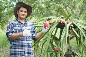 Handsome Asian man gardener wears hat, hold dragon fruit, thumbs up in garden. Concept, agriculture occupation. Thai farmer grow organic fruits for eating, sharing or selling in community market. photo
