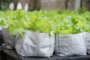 Organic green salad vegetables were grown in white sacks. Concept, organic gardening.  Growing healthy vegetables in nursery bags at home, easy to control of watering, fertilizing or taking care. photo