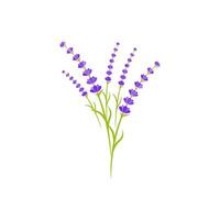 ilustración de icono de vector de flor de lavanda