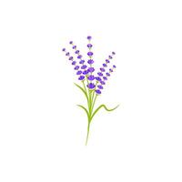 ilustración de icono de vector de flor de lavanda