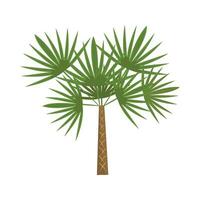 ilustración de palmera vector