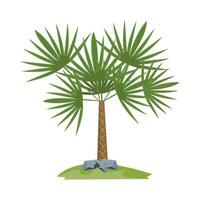 ilustración de palmera vector