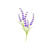 ilustración de icono de vector de flor de lavanda