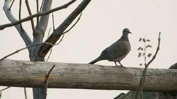 tortelduif in natuur in zomer video