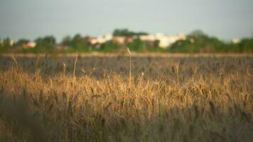 Weizen im das Feld im Herbst video