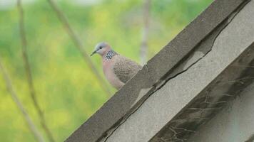 tortelduif in natuur in zomer video