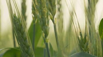 Wheat in the field in autumn video