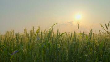 Weizen im das Feld im Herbst video