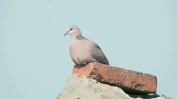 tortelduif in natuur in zomer video