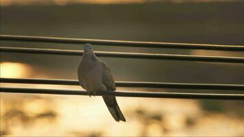 tortelduif in natuur in zomer video