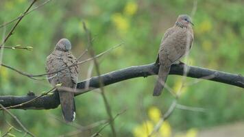 tortelduif in natuur in zomer video