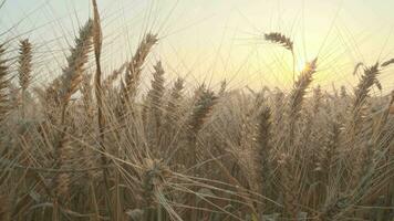 Wheat in the field in autumn video