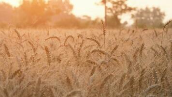 Wheat in the field in autumn video