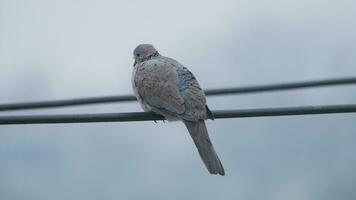 Turtledove in nature in summer video