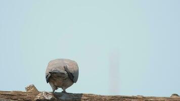 Turteltaube im Natur im Sommer- video