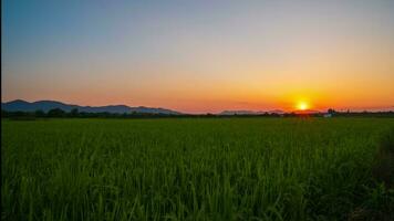 Weizen im das Feld im Herbst video