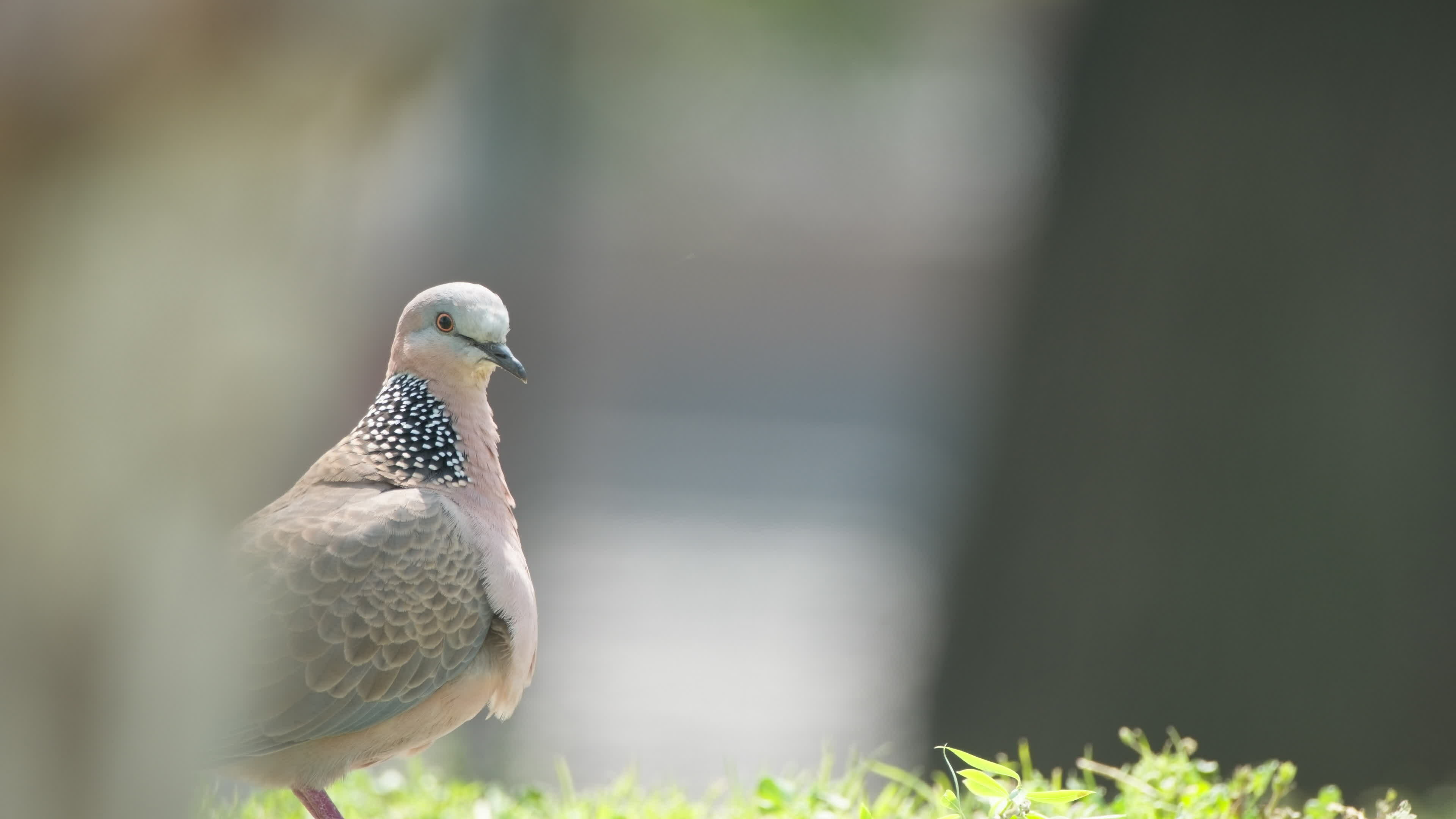350 turtle dove