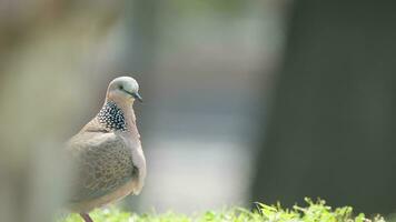 tortelduif in natuur in zomer video