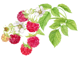 Raspberry branch. Watercolor illustration. Garden, ripe, juicy berries. Seasonal plant, source of vitamins, healthy diet. Vegetarian food. For packaging and label design. png