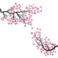 sakura belleza flor vector icono ilustración diseño