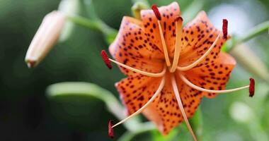 A tiger lily with spotted petals on green background at the forest sunny day close up video