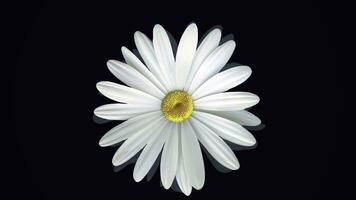 hermoso, giratorio, resumen manzanilla flor Moviente fondo arriba, aislado en negro antecedentes. hilado blanco margarita flor brote, parte superior vista. foto