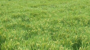 rice is growing in a field video