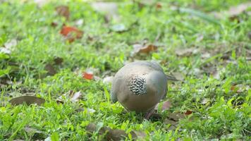 tortelduif in natuur in zomer video