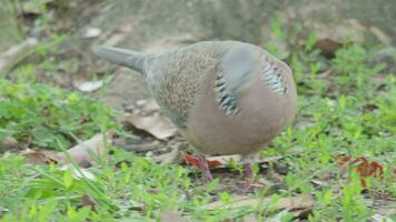 tortelduif in natuur in zomer video