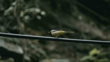 hermoso pájaro. creativo. el bonita amarillo pájaro es mirando para comida mientras es Weating para su Pareja foto