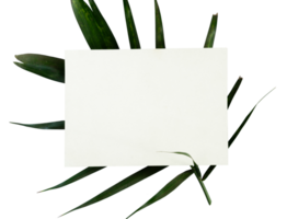 Blank white paper card with palm leaf png