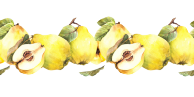 Watercolor hand painted seamless border, pattern Yellow juicy quince whole and cut fruits with branch and leaves. Illustration. Clipart for wrapping paper, wallpaper, cover. png
