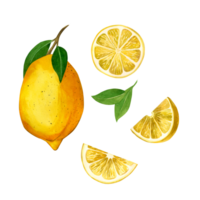 Set of watercolor illustrations. Juicy lemon with green leaves, lemon slices and pieces drawn by hand in watercolor on a transparent background. For printing, decorating kitchens, dishes, recipes png