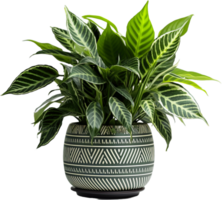 AI generated Calathea plant in white pot isolated clipping path png