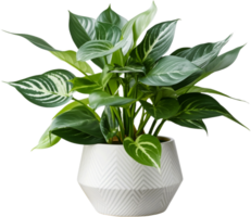 ai gerado Calathea plantar dentro branco Panela isolado recorte caminho png