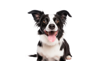 AI generated Back view of a black and white Border Collie looking at the camera transparent background png