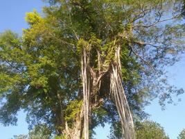 sombreado arboles en el bosque, luz de sol penetrante el árbol hojas foto