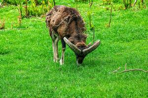 Mouflon, ovis orientalis musimon in the change of coat grazing on a green field photo