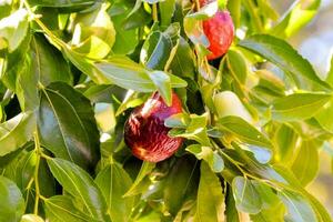 a fig tree with ripe fruit hanging from the branches photo