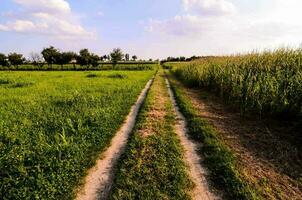 a dirt road next to a field photo