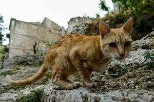 un gato caminando en un rocoso ladera cerca un antiguo edificio foto