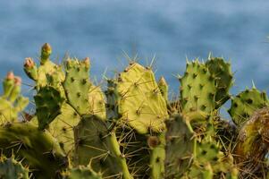 cactus plantas con Picos en frente de el Oceano foto