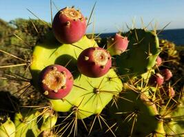 cactus plants with fruit on the beach photo