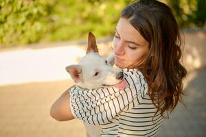 Dog Parson Russell Terrier breed is playing in green park with his owner. Summer time or beginning of autumn. Nature. Pet care and training concept. photo