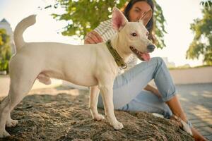 Dog Parson Russell Terrier breed is playing in green park with his owner. Summer time or beginning of autumn. Nature. Pet care and training concept. photo